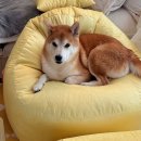 G200 | 반려견, 반려묘, 반려동물과 함께하는 보니타 빈백 그리고 펫 빈백까지