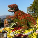 화순의 국화축제와 문학행사 이미지