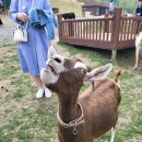 윤기목장 이미지