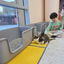 밀양유치원 | 부산근교 아이랑 선샤인밀양테마파크 반려동물지원센터 동물체험