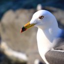 섬목 관음도 이미지