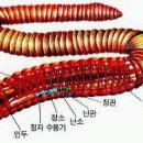 고혈압, 폐렴, 만성기관지염, 기관지 천식을 다스리는 지렁이 이미지