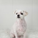 토비네 살롱 이미지