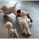 마이펫 강아지유치원 이미지