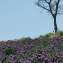 반월도퍼플펜션 이미지