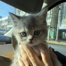 냥이의하루 카페.분양 이미지