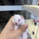 메리펫샵 이미지