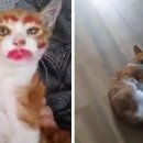 어린 고양이 얼굴에 화장하고 학대한 유튜버 논란 이미지