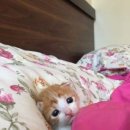하암