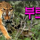 댄스스포츠.리듬짝 이미지