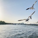 CU 갈매공원점 | 여의도 이크루즈 선셋크루즈, 한강 유람선(유의사항, 주차, Tip)