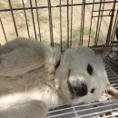 용인시 동물보호센터 이미지