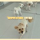 일리키독 네이버블로그