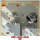 석전동153 | 양덕2동 애견카페 댕구르르 애견카페&amp;미용 추천 1순위 가격 주차 예약 리뷰 알아봐요