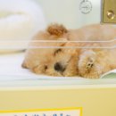 구미강아지분양 애견미용 마마스미독 | 영천애견분양 작고 소중한 가족