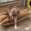 고양이 방석 추천, 애착 양면방석(바스락&amp;푹신)/헨로포우 고양이 빵방석후기