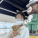 인천강아지분양 테디럽 이미지