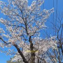 부천시립원미도서관 | 서울 근교_부천 숨은 벚꽃 명소 혼자 사진 찍기 꿀팁 부천종합운동장&amp;부천시립원미도서관