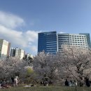 화랑공원 | 판교 벚꽃 명소 화랑공원 운중천 봄나들이 꽃놀이 후기