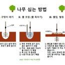 낑깡나무 2그루 심다 이미지