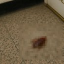 화장실 바퀴벌레 없애는법 이 약 추천 직빵입니다