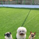 힐링그루밍 이미지