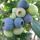 백일농장 이미지