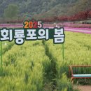 2025 회룡포 봄꽃축제 네이버블로그