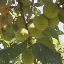 비야농장 이미지