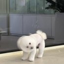 살랑살랑 펫미용 네이버블로그