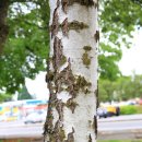 자작나무한의원 이미지