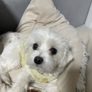 펫잇보리 이미지