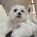 르라움 이미지