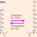 히스톤(HisTone) 이미지