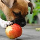 율동물의료센터 이미지