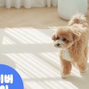 개놀자 이미지