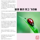 모기, 진드기(벌레) 물려 붓고 가려움, 알레르기 예방과 완화법