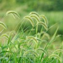 강아지풀 이미지