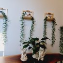 씨엘로펫 이미지