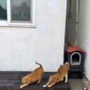 제주지인 게스트하우스 | 제주 동쪽 숙소 솔직 후기 - 슬로우트립 성산 게스트하우스