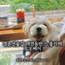 어머커피 | 내돈내산 공릉 경춘선숲길 느좋카페 로우베어! 서울 반려견동반 가능한 핸드드립 커피 맛집 후기