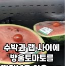 사이랩 Daum카페