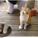왕발고양이