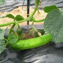 동례농장 이미지