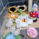 매료 돌스(MAELYO DOLLS) | 랙돌캐터리 매료돌스 7둥이 아이들