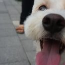 강아지 마법사 골드맘 이미지