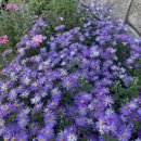 플라워클래스 이미지