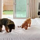 오션투유 리조트 이미지