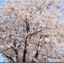 장수천* 이미지