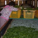 성내4리 이미지